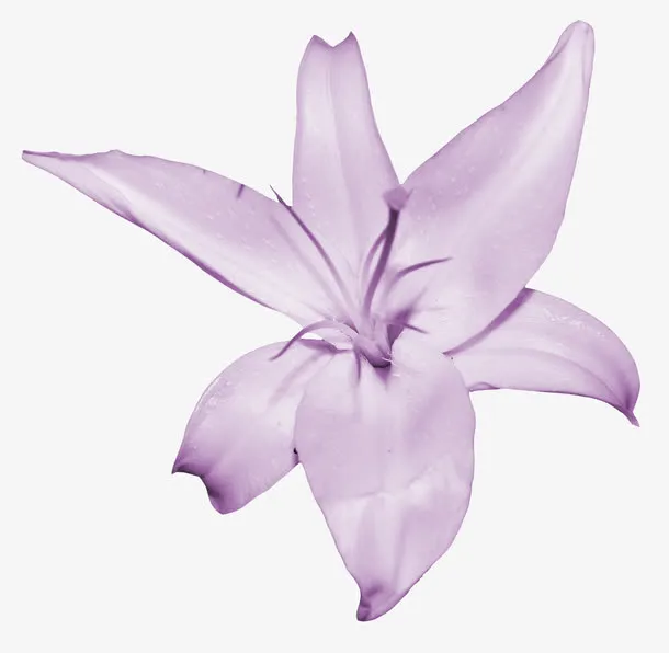 紫色百合花免抠