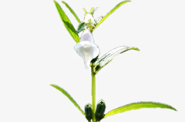 芝麻苗上的芝麻花免抠