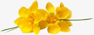 黄色花朵免抠