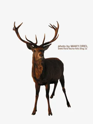 麋鹿高分辨率图片3免抠