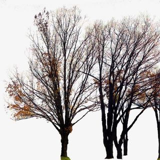 黄色树叶树枝装饰免抠