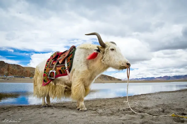 蓝天白云河边牦牛免抠