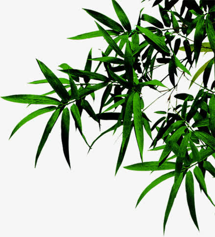 绿色竹叶中医院展板免抠