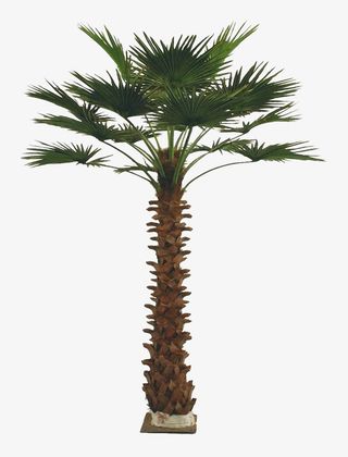 一棵绿色棕树免抠