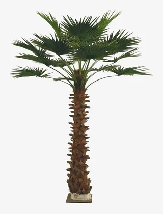 一棵绿色棕树免抠