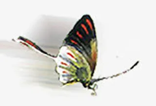 装饰蝴蝶海报免抠