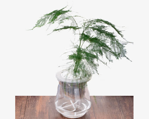 文竹水培免抠