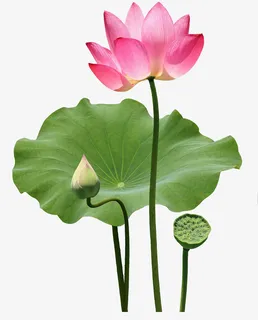 荷花,夏天,荷叶免抠动植物植物元素 荷花,夏天,荷叶免抠动植物植物元素