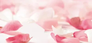 玫瑰花瓣梦幻粉色banner背景高清