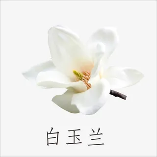 白玉兰免抠