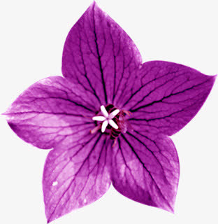清新紫色春天雏菊免抠
