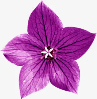 清新紫色春天雏菊免抠