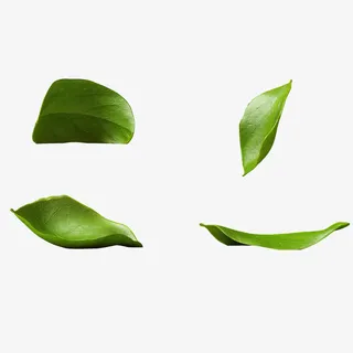 绿色树叶免抠 绿色树叶免抠
