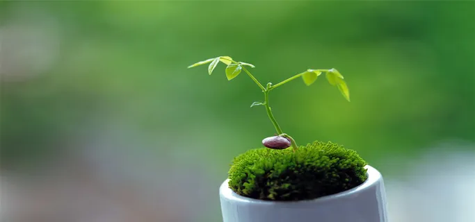 春天里的新嫩芽背景高清 春天里的新嫩芽背景高清