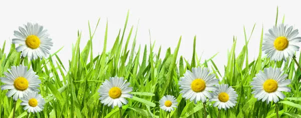 鲜花元素花卉图案素材  卡通清免抠