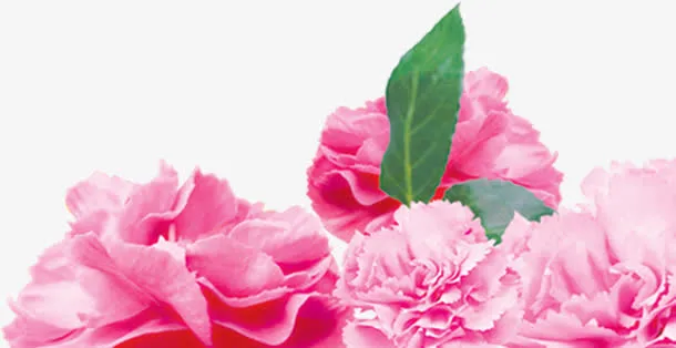 温馨粉色鲜花康乃馨花朵母亲节免抠