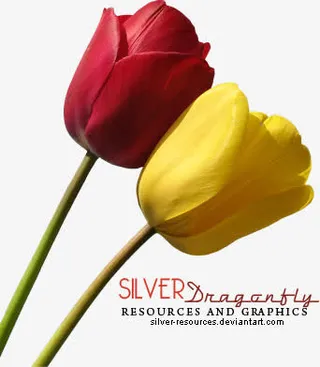 鲜花元素鲜花边框素材 郁金香免抠