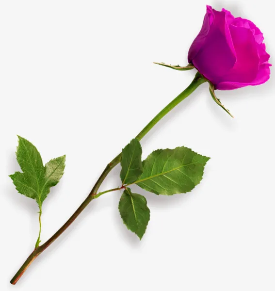 一支玫瑰花免抠