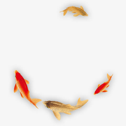 锦鲤鲤鱼图片免抠