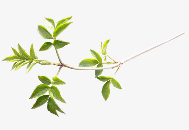 绿叶子白色树枝免抠