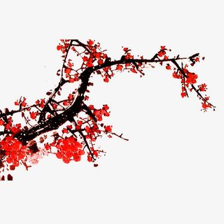 腊梅免抠