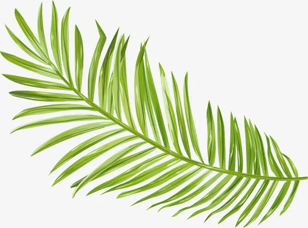 绿色树枝植物清新免抠