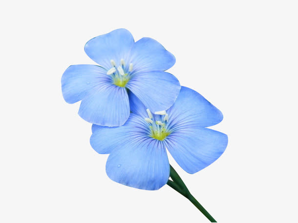 蓝色亚麻籽花图片素材免抠