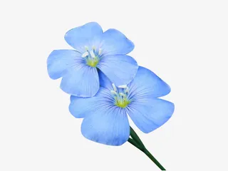 蓝色亚麻籽花图片素材免抠