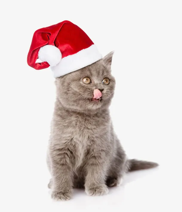 带圣诞帽的馋猫免抠