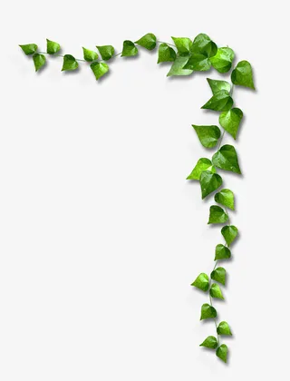 爬山虎绿叶装饰叶免抠