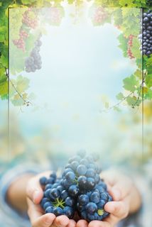 清新葡萄采摘葡萄熟了高清