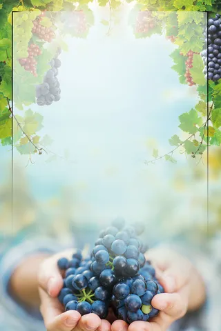 清新葡萄采摘葡萄熟了高清
