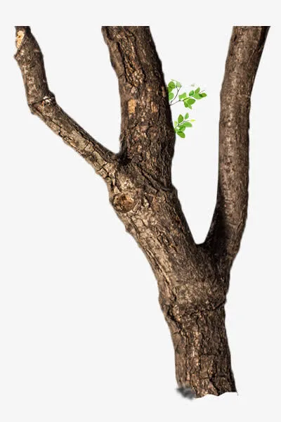 干枯的树木免抠