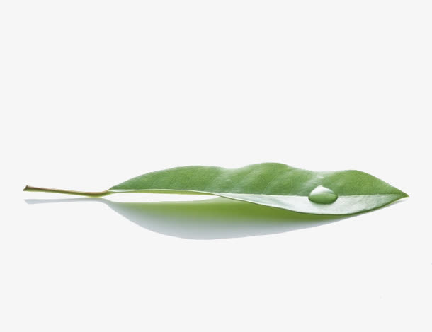 叶子上的露珠免抠