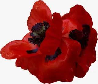 花草图片素材花卉ps素材免抠