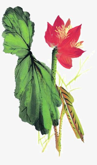 手绘荷花免抠