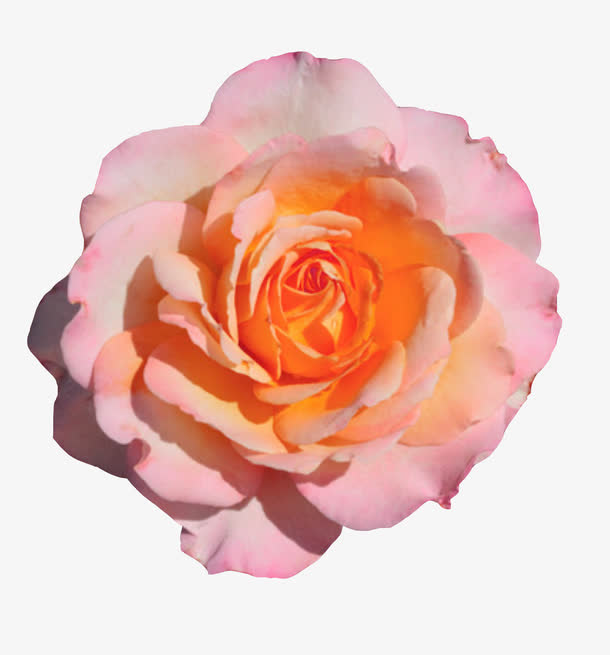 开放的法兰西玫瑰图片素材免抠