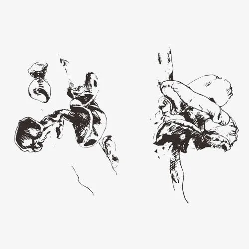 阳光照射下的木耳手绘免抠
