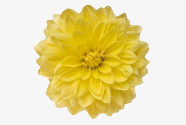 黄色有观赏性盛开的一朵大花实物免抠