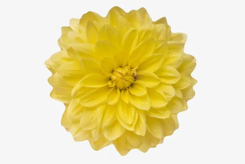 黄色有观赏性盛开的一朵大花实物免抠