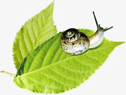 春天踏青绿叶上的蜗牛免抠