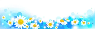 清新野菊花背景banner