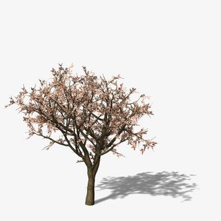 花开满树免抠漂浮花瓣元素