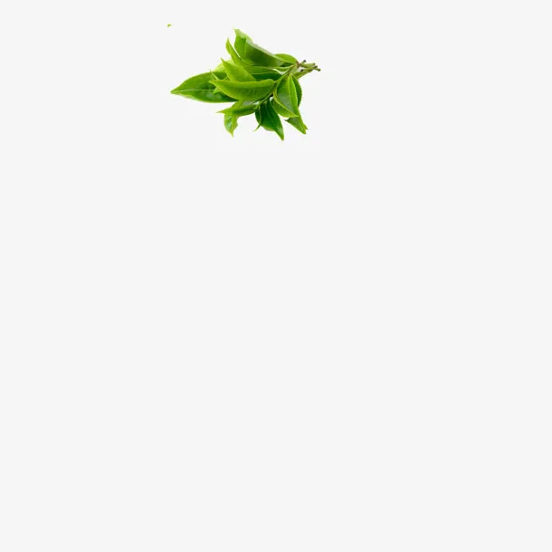 春天绿色植物叶子素材免抠