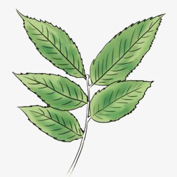 唯美落叶免抠