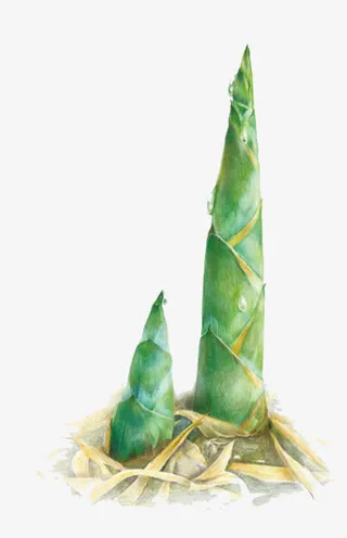 卡通绿色竹笋免抠