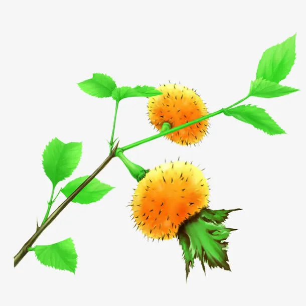 一支刺梨免抠
