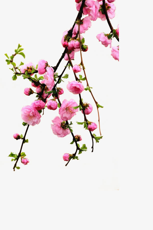 桃花树枝免抠