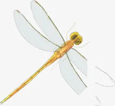 蜻蜓免抠