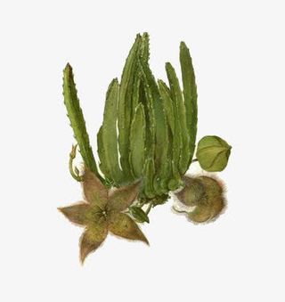 手绘开花的芦荟免抠